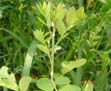 Phyllanthus reticulata